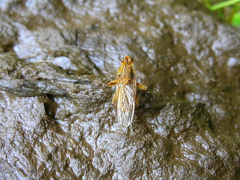 dittero giallo: Scathophaga stercoraria  (Scathophagidae)